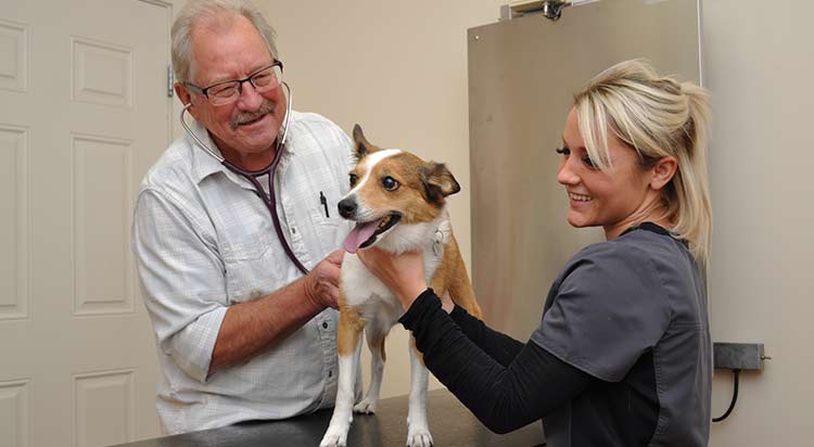 Veterinary Services at Portsmouth Veterinary Clinic in RI