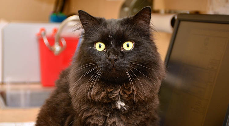 portsmouth-veterinarian_0004_IWC_2558