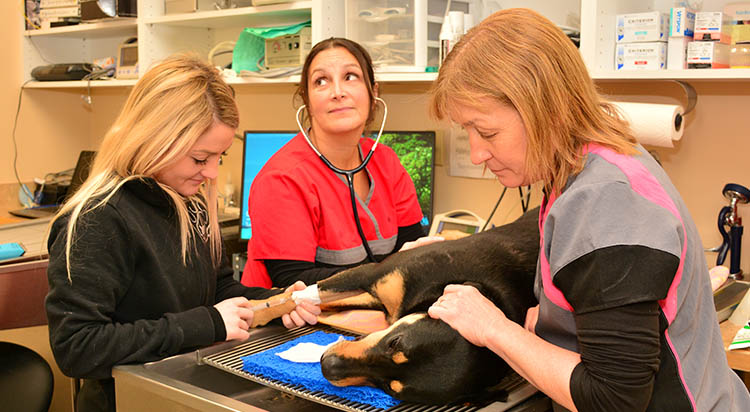 General Veterinary Medicine in Portsmouth, RI
