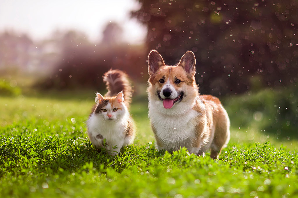 Springtime Brings Allergies for Your Pets