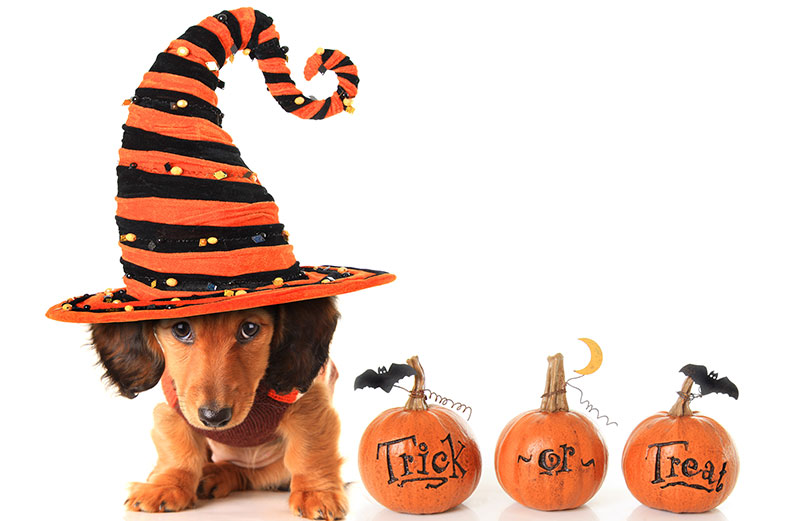 Halloween Safety Tips for Pet Parents